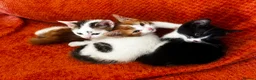 Domestic Shorthair cats for sale: Exceptionally friendly cute kittens for sale in Glasgow - Advert 15