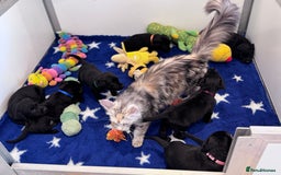 Labrador Retriever dogs for sale: Gorgeous KC Registered Labrador Retriever Puppies - Image 6