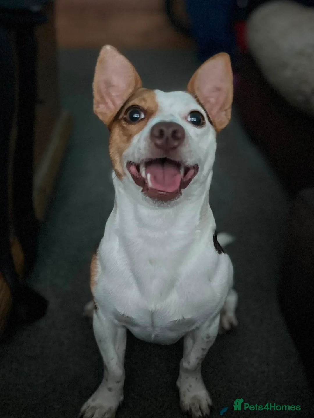 Jack Russell dogs for stud: Miniature jack Russell stud  in Broadstairs - Advert 1