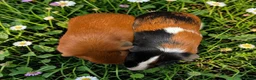 Guinea Pig rodents for sale: Gorgeous pairs of boys  - Advert 4