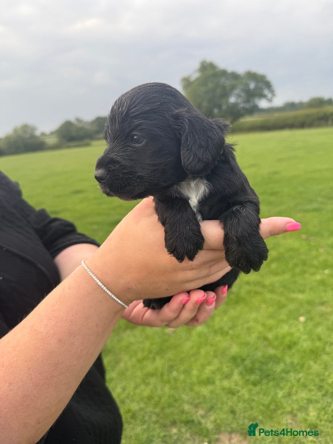 Cockapoo dogs for sale: Cockapoo puppies F1 READY TO LEAVE 🏡🥰 in Leicester - Image 17