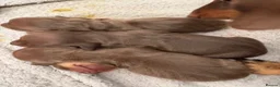 Miniature Dachshund dogs for sale: Choc n tan miniature dachshunds  - Advert 11