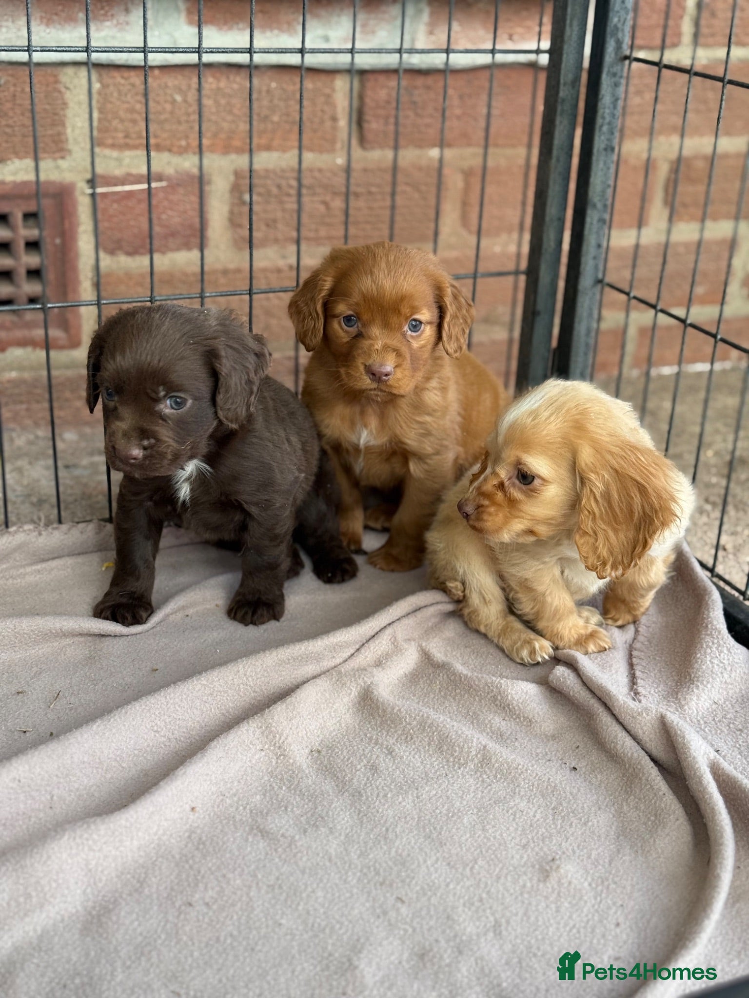 Cocker Spaniel dogs Cocker spaniel puppies  - Advert 1