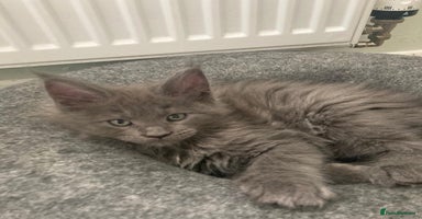 Maine Coon cats - Advert 11