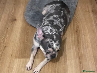 French Bulldog dogs - Advert 38