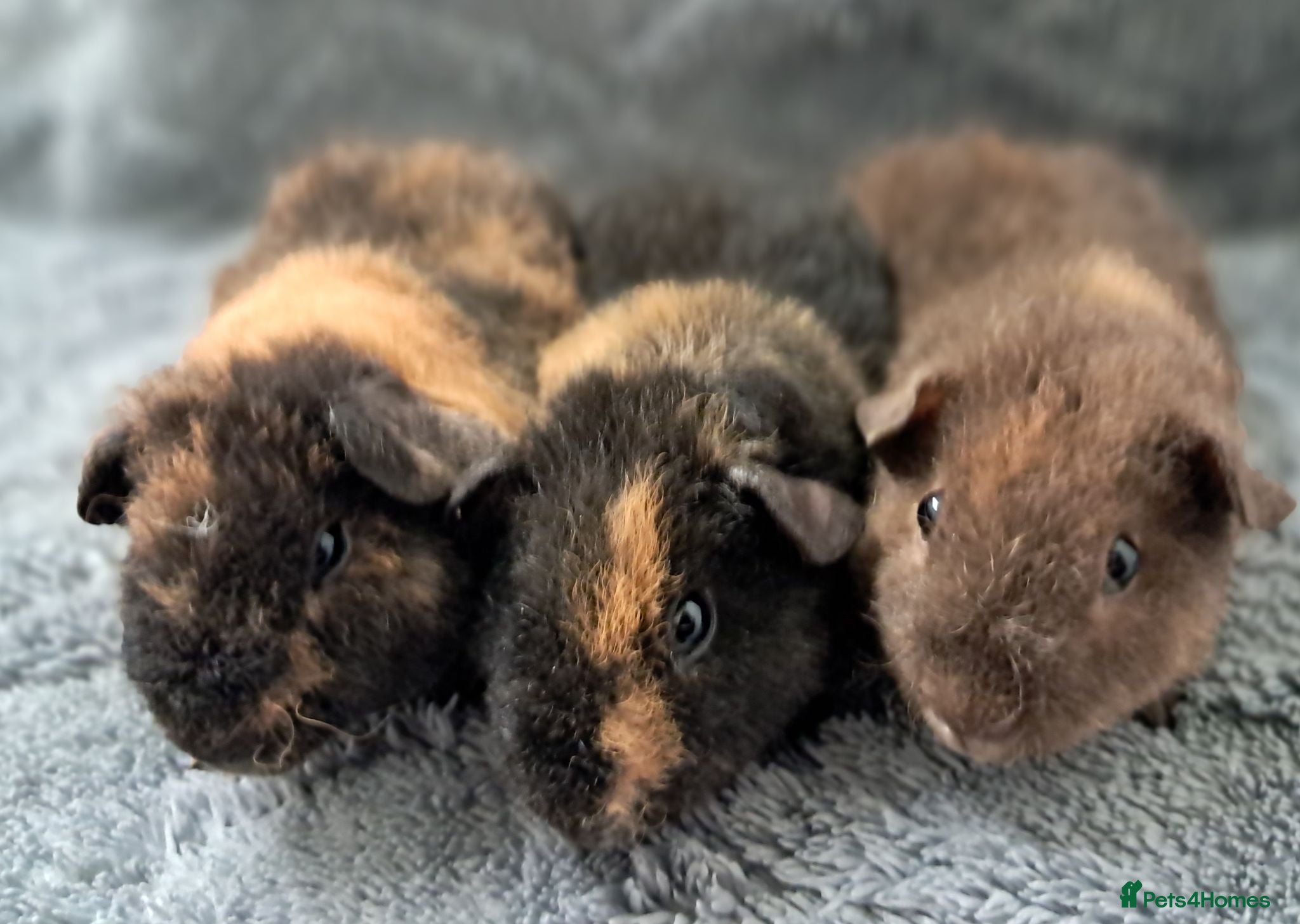 Guinea Pig rodents Beautiful baby teddy brothers for sale - Advert 1