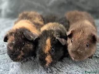 Guinea Pig rodents Beautiful baby teddy brothers for sale - Advert 1