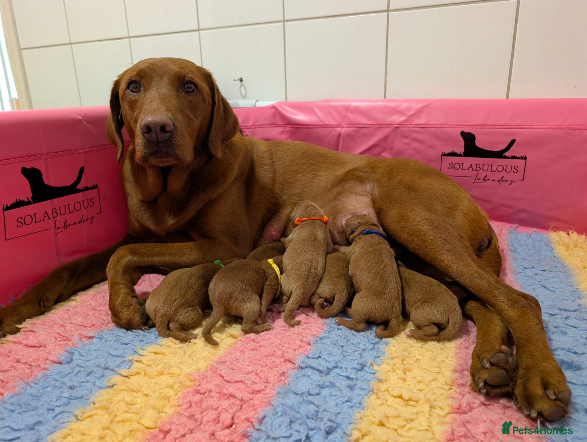 Labrador Retriever dogs Dark Fox Red Labrador Puppies  - Advert 1