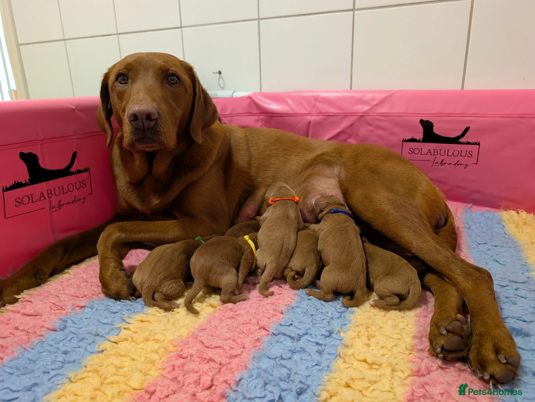 Labrador Retriever dogs for sale: Dark Fox Red Labrador Puppies  - Advert 1