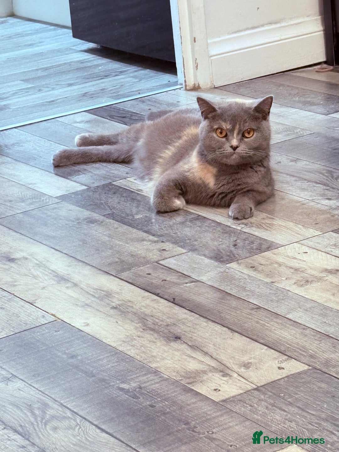 British Shorthair cats for sale: Beautiful GCCF Registered MultiColoured BSH kitte  - Advert 25