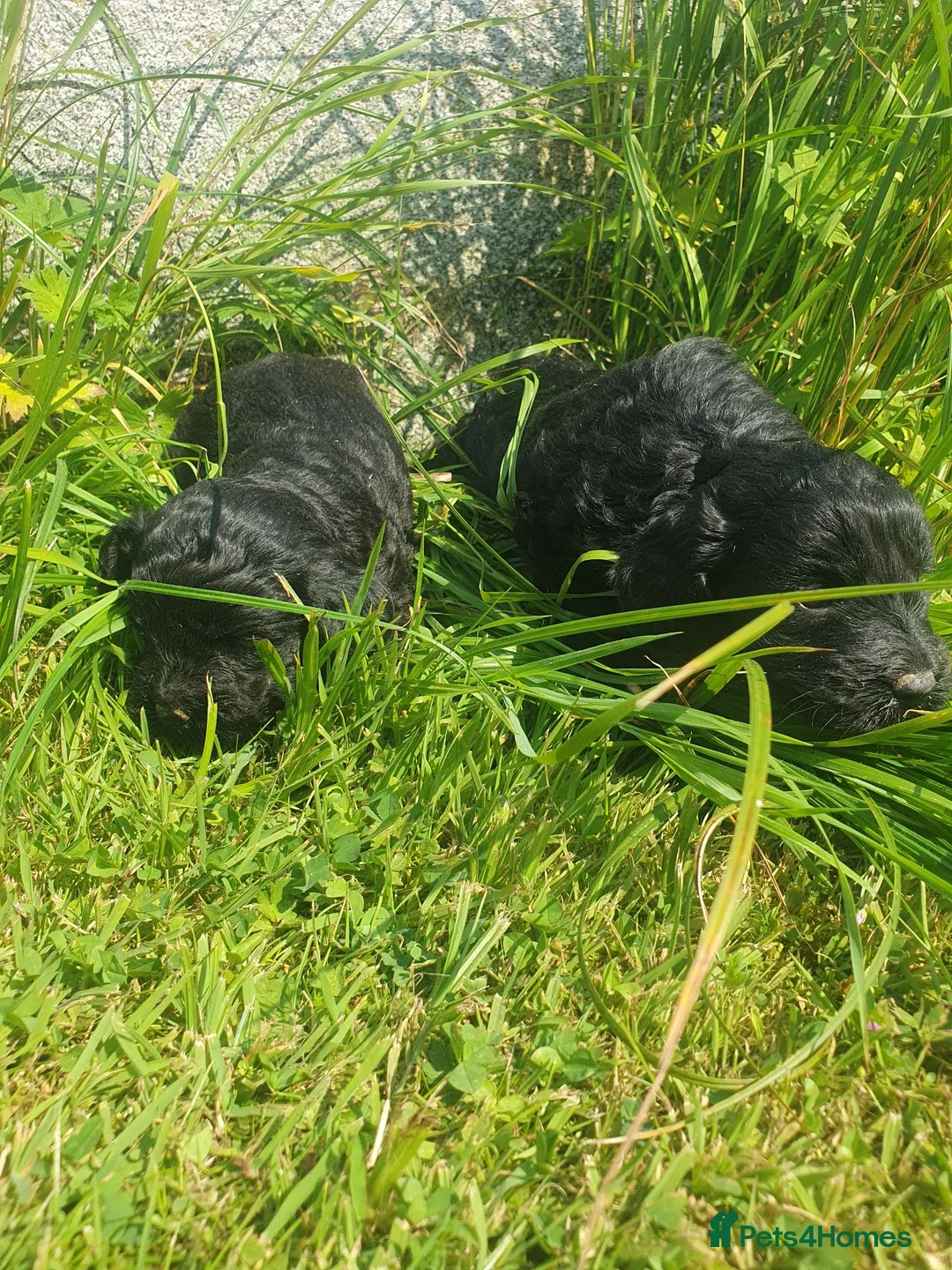 Cockapoo dogs for sale: cockapoo puppies f1 - Advert 7