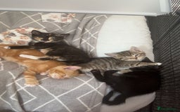 Mixed Breed cats for sale: 3x Male Kittens For Sale - Image 2