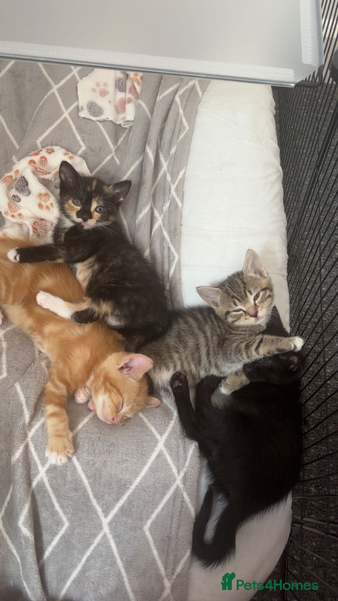 Mixed Breed cats for sale: 3x Male Kittens For Sale - Image 2