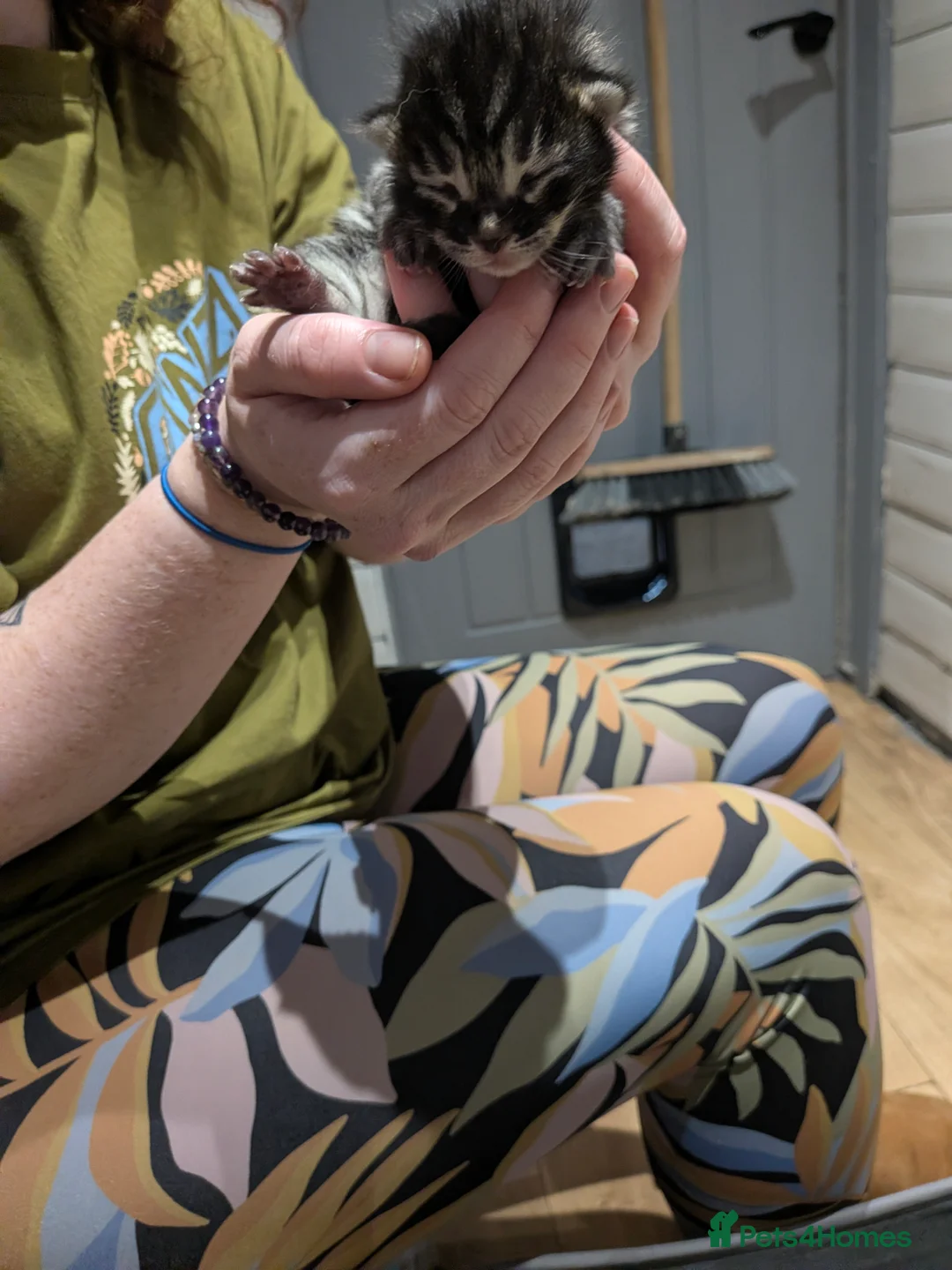 Bengal cats for sale: Bengal Kittens in Liverpool - Advert 2