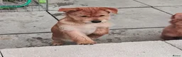 Mixed Breed dogs for sale: Pomchi / German spitz puppies 5 months  in Ashton-under-Lyne - Advert 20