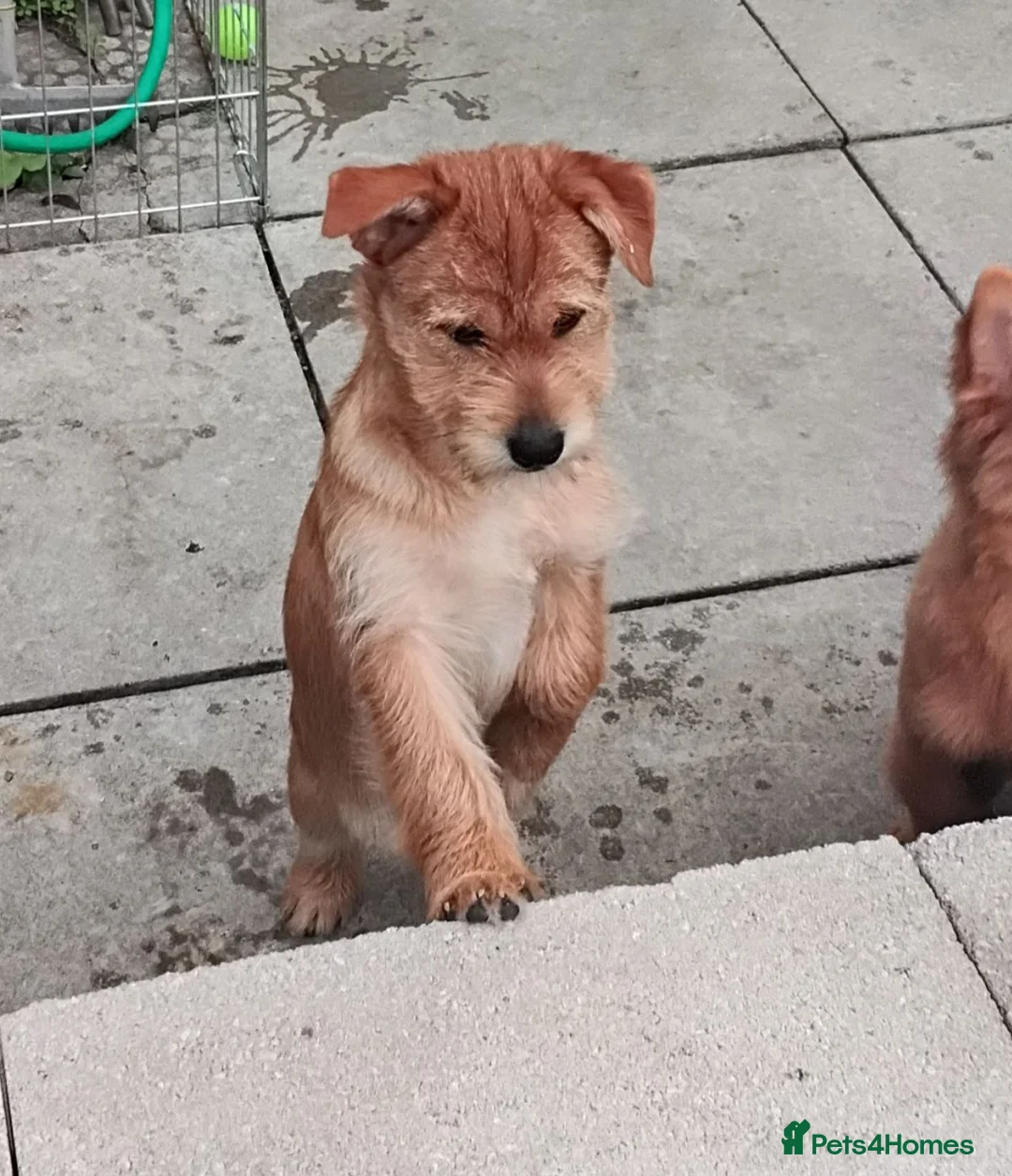 Mixed Breed dogs for sale: Pomchi / German spitz puppies 5 months  in Ashton-under-Lyne - Advert 20