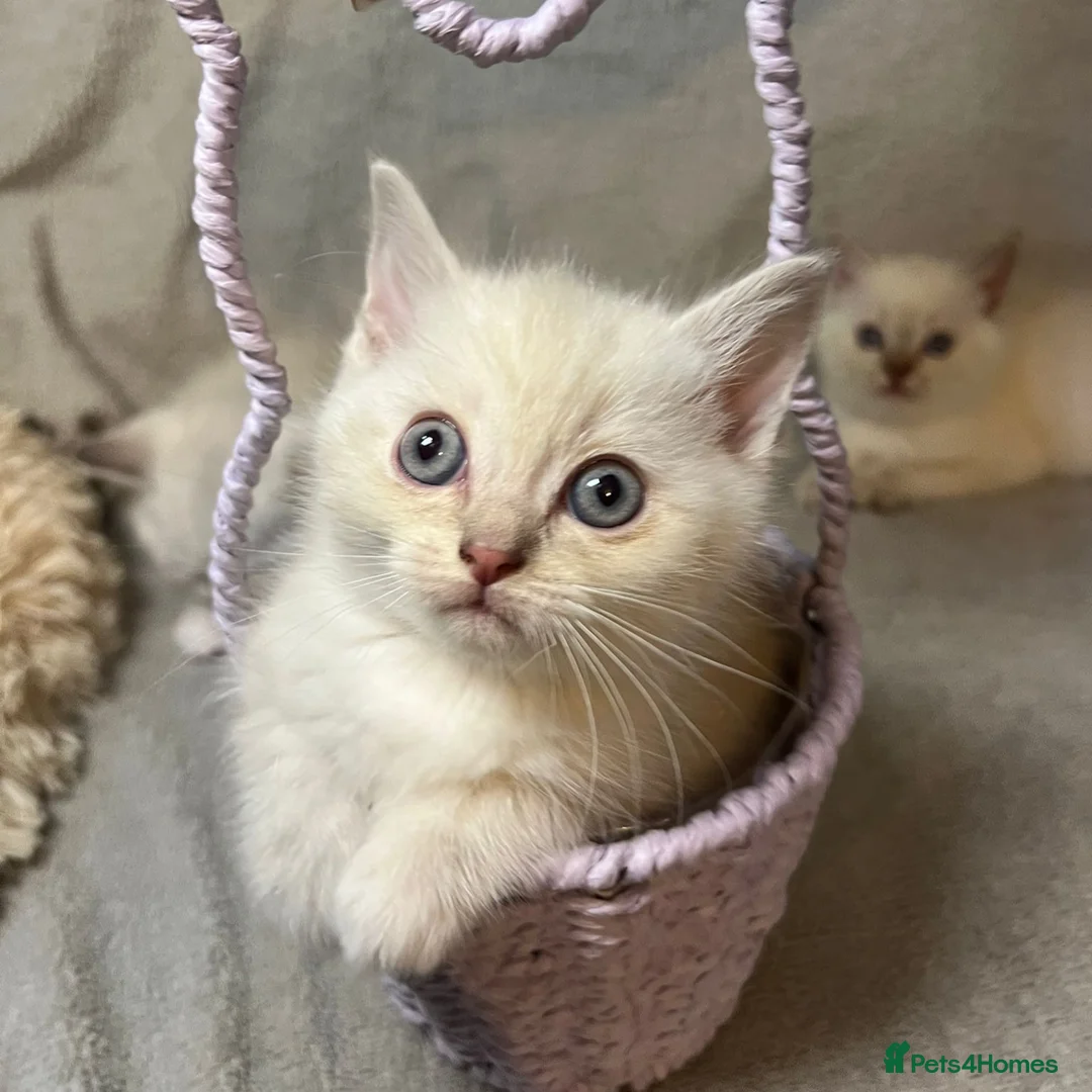 Mixed Breed cats for sale: 6 cute blue-eyed Ragdoll and BSH mix kittens  - Advert 35
