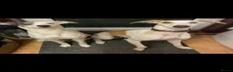 Lurcher dogs for sale: First Cross CollieGreyhound X Saluki Grehound - Advert 10