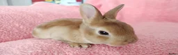 Rex rabbits for sale: Baby mini rex for sale  - Advert 3
