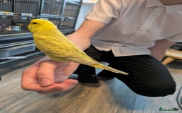 Budgerigars birds for sale: Budgie - Hand Tamed Baby Budgie  - Image 5