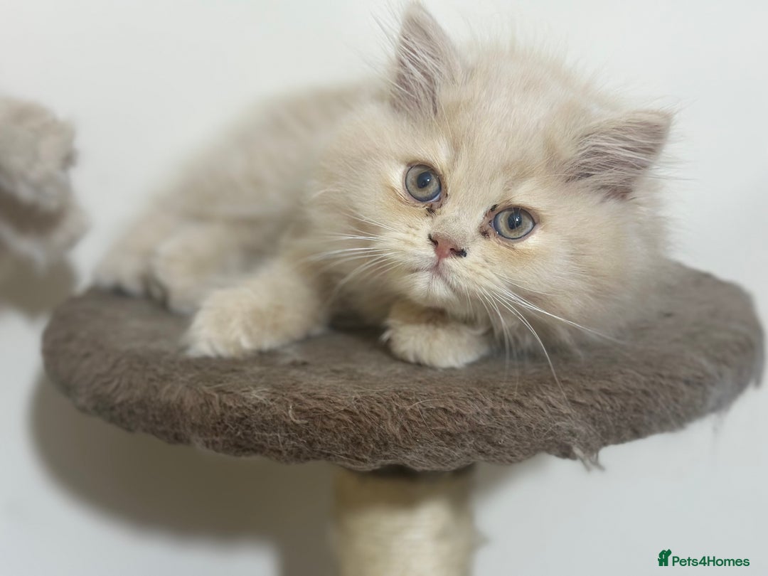 Persian cats for sale: Pedigree Persian female kittens for sale - Image 11