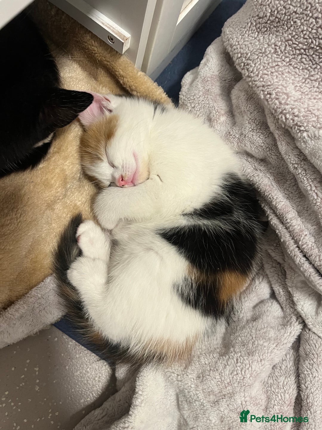 Mixed Breed cats for sale: 4 beautiful kittens 😻 - Image 4