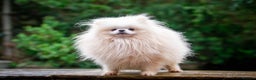 Pomeranian dogs for stud: WHITE POMERANIAN kc Reg in Pontefract - Advert 1