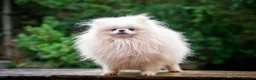 Pomeranian dogs for stud: WHITE POMERANIAN kc Reg in Pontefract - Advert 1