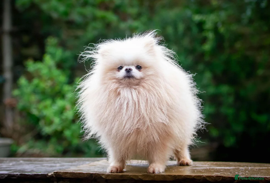 Pomeranian dogs for stud: WHITE POMERANIAN kc Reg in Pontefract - Advert 1