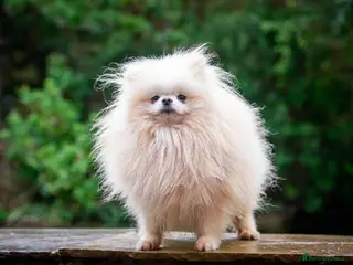 Pomeranian dogs WHITE POMERANIAN kc Reg in Pontefract - Advert 12