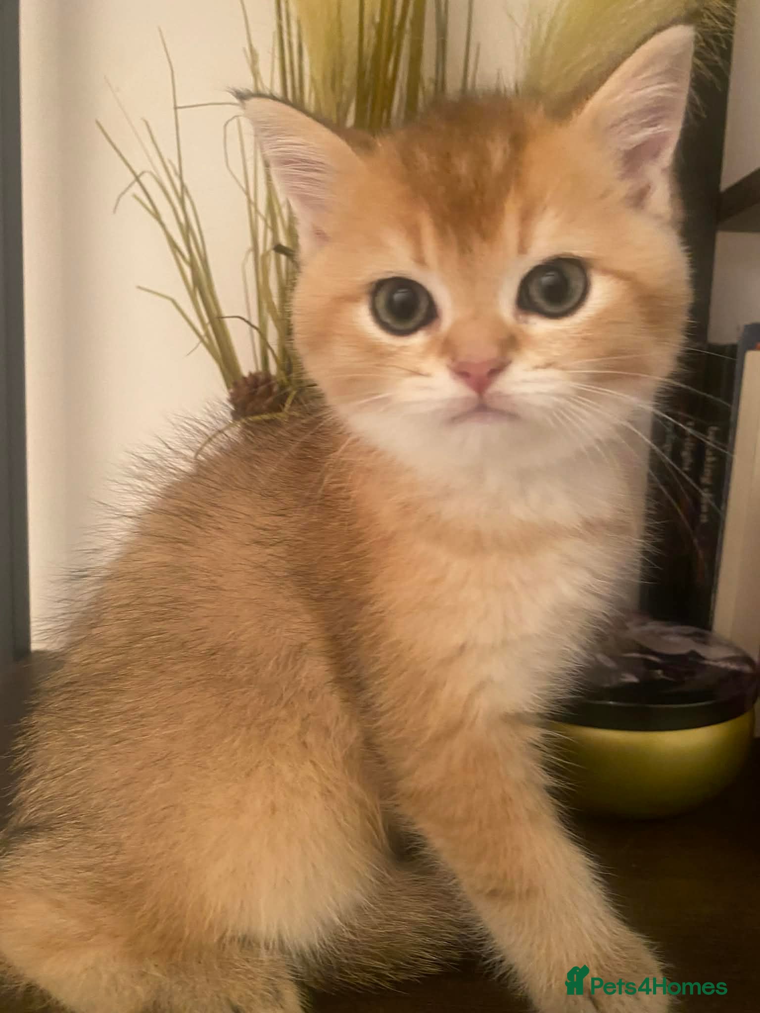 British Shorthair cats British shorthair kittens  - Advert 2