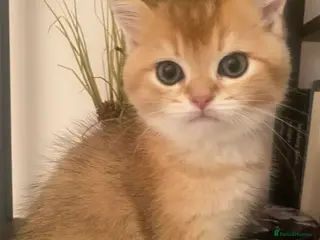 British Shorthair cats British shorthair kittens - Advert 2