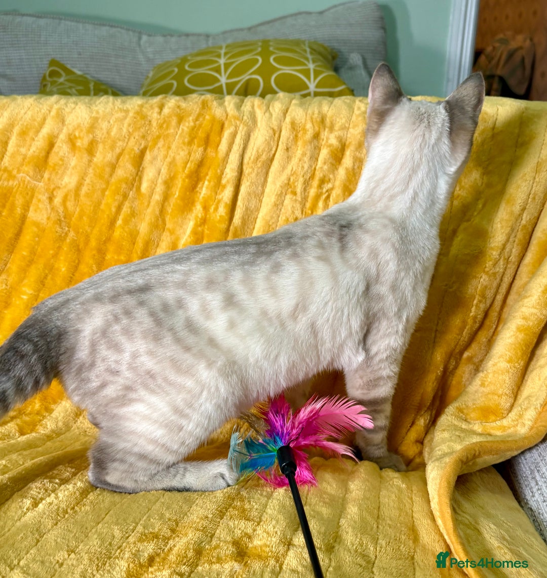 Keetso cats for sale: Superb polydactyl girl - Advert 9