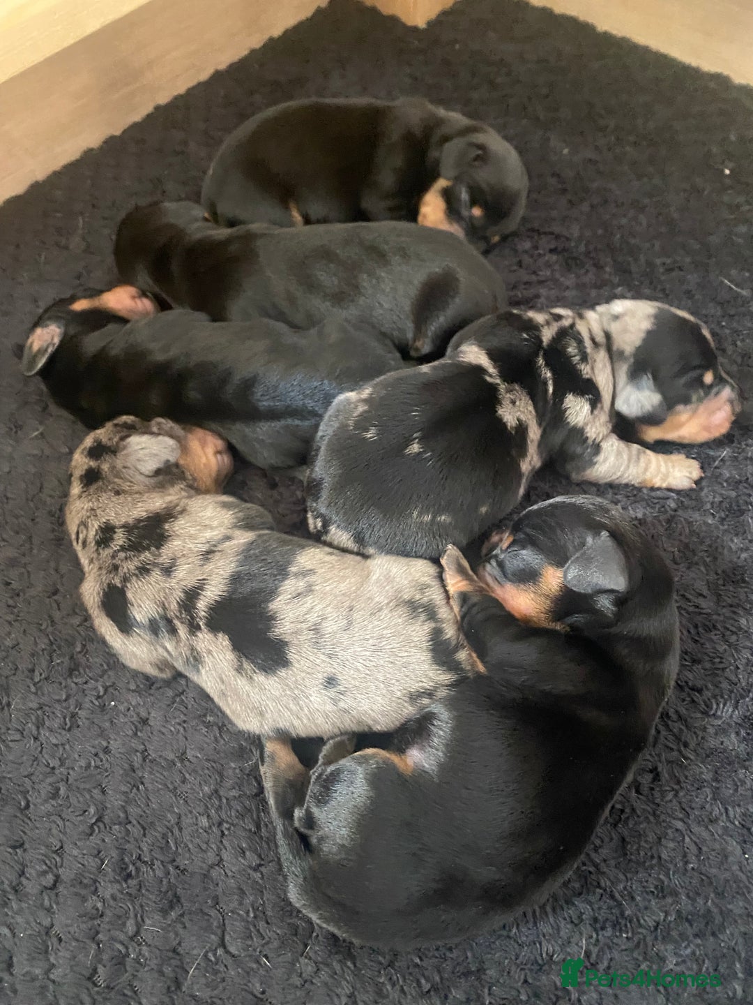 Dachshund dogs for sale: Standard dachshund's  - Image 3