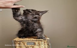 Maine Coon cats for sale: 🥰MC Kittens🥰 - Image 10