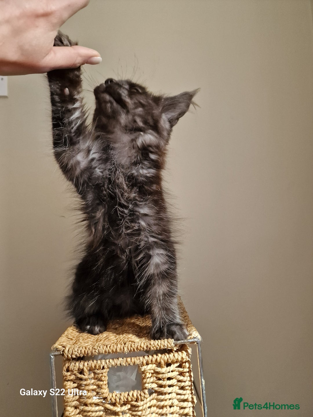 Maine Coon cats for sale: 🥰MC Kittens🥰 - Image 10
