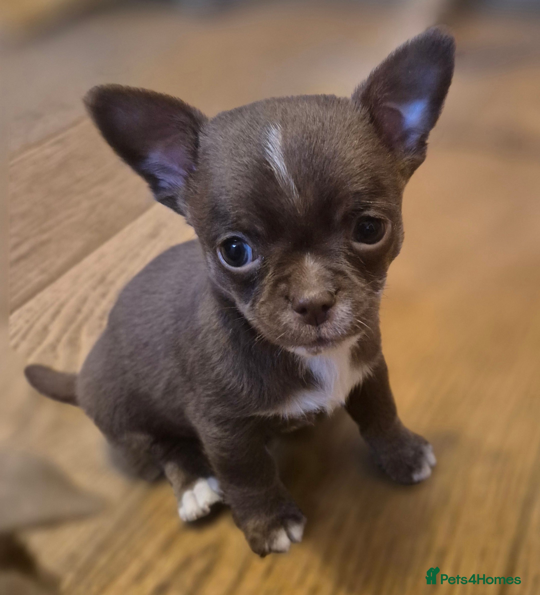 Chihuahua dogs KC chihuahua puppies  - Advert 2