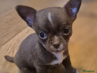 Chihuahua dogs KC chihuahua puppies - Advert 2