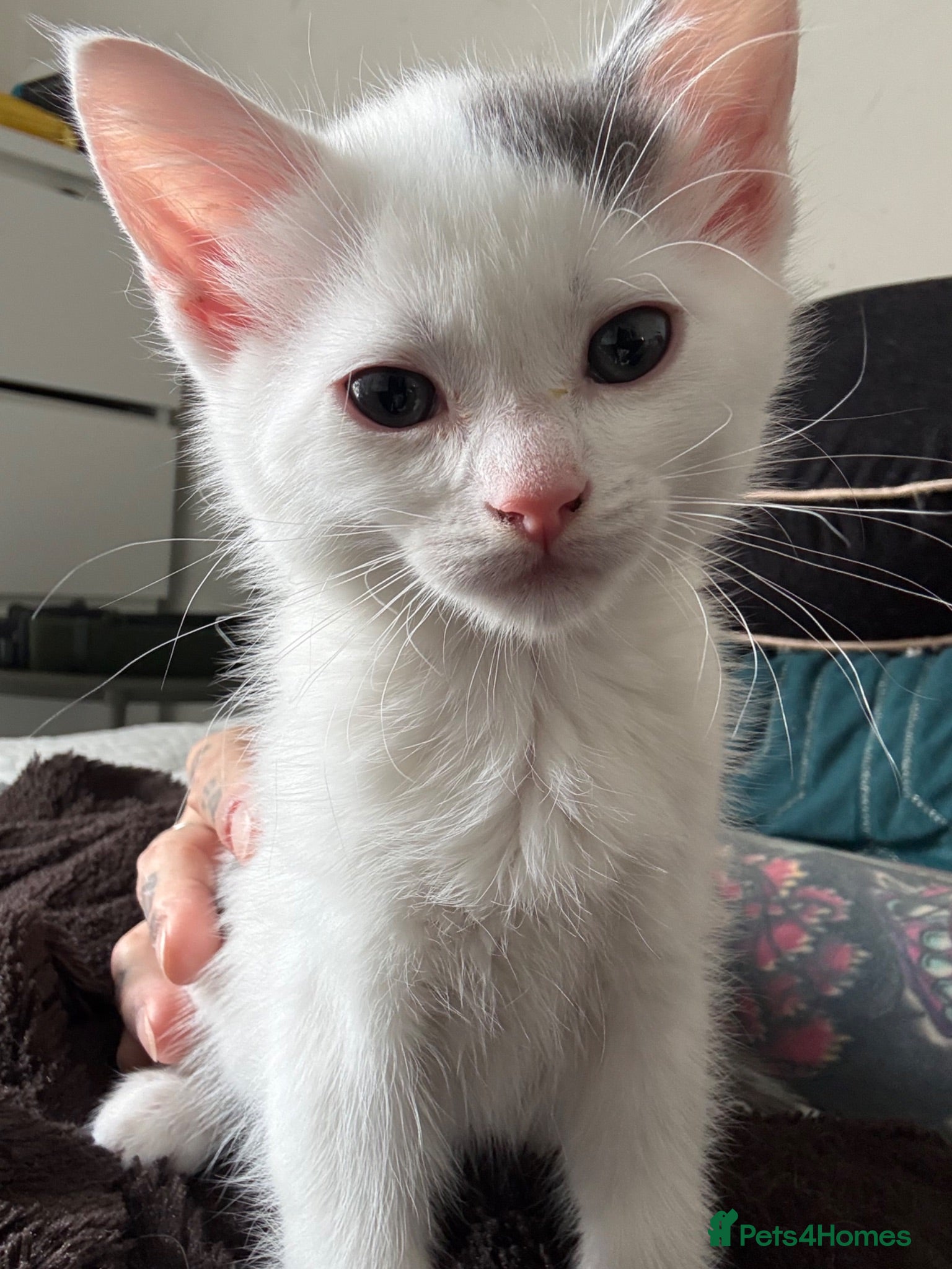 Mixed Breed cats 1 Beautiful Kitten Looking for his Forever home  - Advert 12