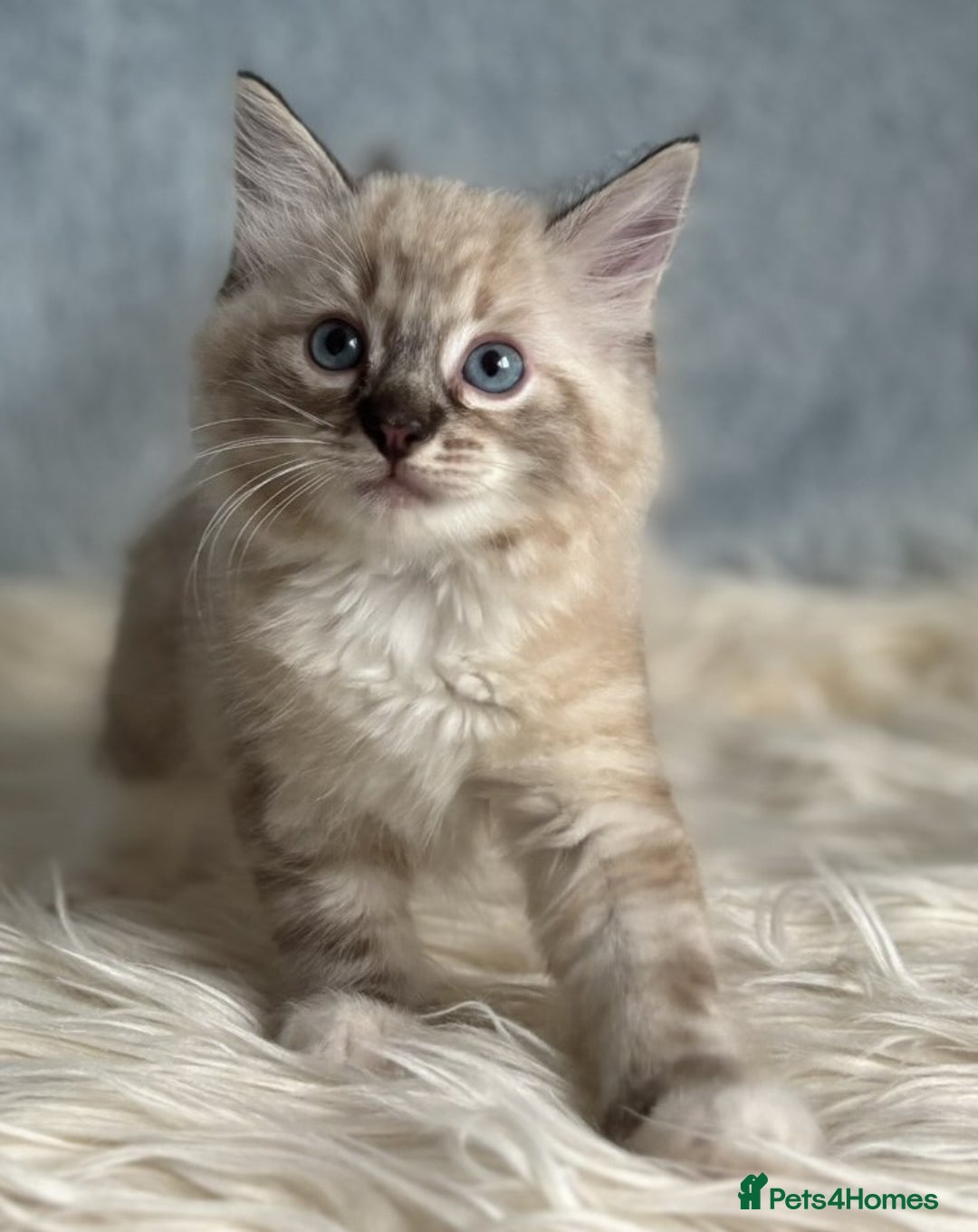 Ragdoll cats for sale: Three beautiful Ragdoll Ready to Leave 20/12/2025  - Advert 17