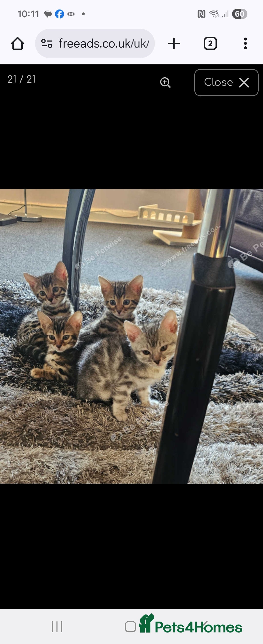 Bengal cats for sale: Active Tica Registered Bengal kittens  - Advert 18