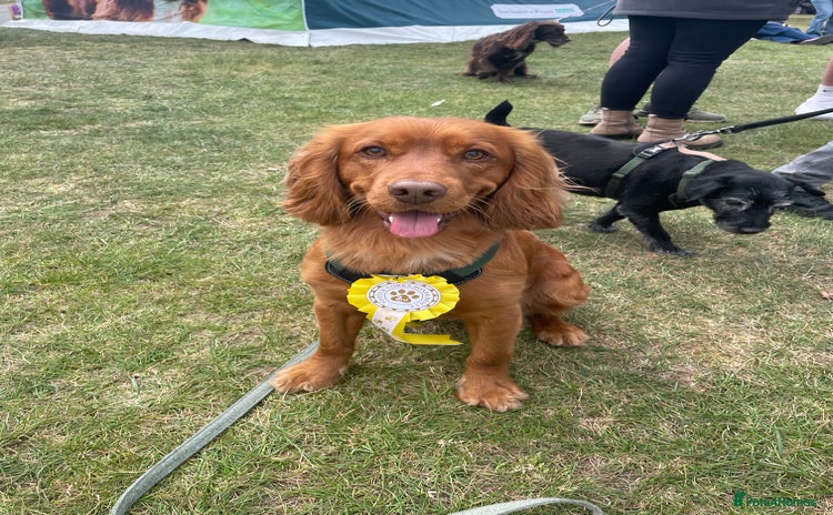 Cocker Spaniel dogs - Advert 2