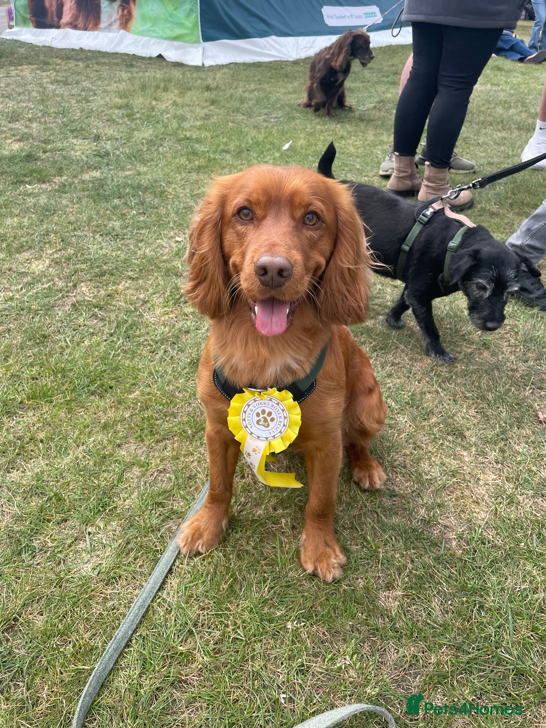 Cocker Spaniel dogs for stud: Working cocker spaniel stud  - Image 1