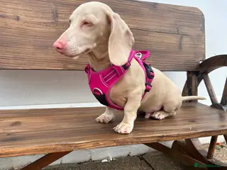 Dachshund dogs Pink pink pink - Advert 2