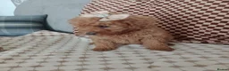 Mixed Breed dogs for sale: 🐕🌹 5 beautiful girls, miniature poodle 🌹🐕 in Barnsley - Advert 21