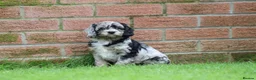 Cavapoo dogs for sale: Beautiful Cavapoo puppies for sale - Advert 31
