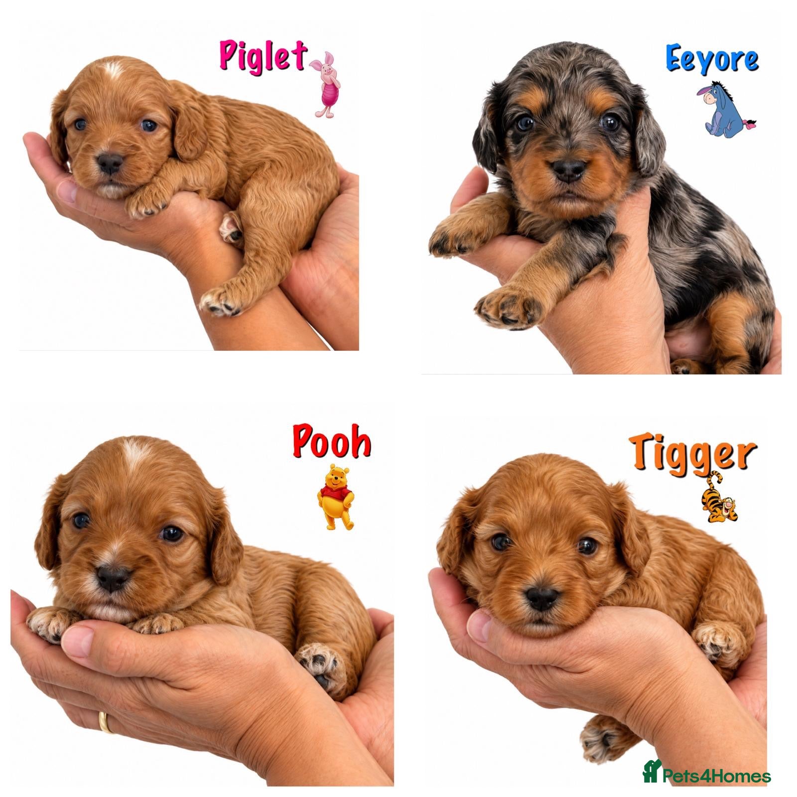 Cavapoo dogs Beautiful F1 Cavapoos from health tested parents - Advert 1