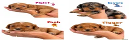 Cavapoo dogs for sale: Beautiful F1 Cavapoos from health tested parents - Advert 1