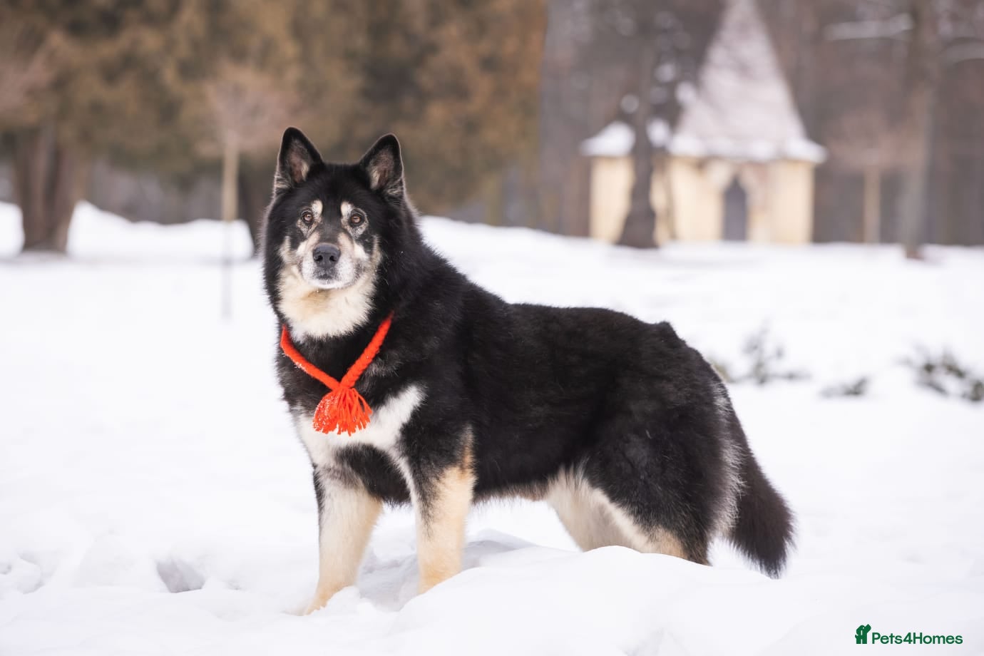 Mixed Breed dogs 💙MALIK💙- 7yo Large: Golden Age, Golden Heart - Advert 2