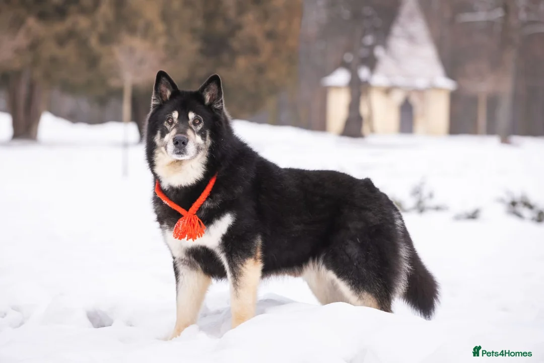 Mixed Breed dogs for adoption: 💙MALIK💙- 7yo Large: Golden Age, Golden Heart - Advert 2